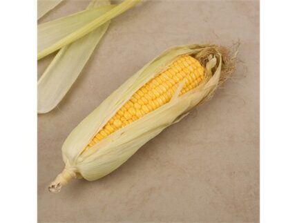 Corn Cob, 1 piece