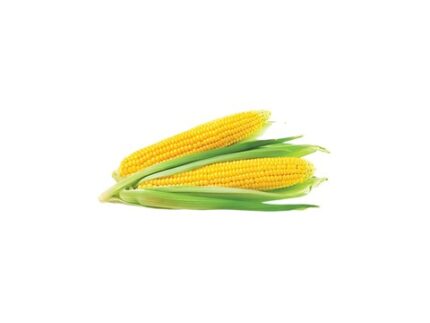 Corn Cob - Organically Grown, 2 pieces