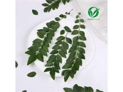 Curry Leaves (Kadi Patta) - Organically Grown, 50 g