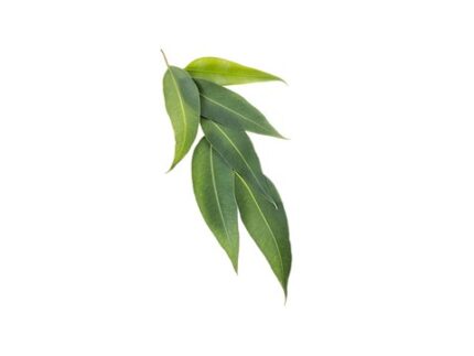 Eucalyptus Leaves, 25 g