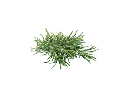 Fresh Rosemary, 10 g