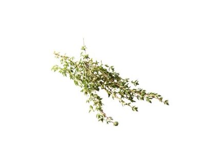 Fresh Thyme, 10 g