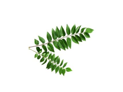 Organic Kadi Patta Curry Leaves, 50 g
