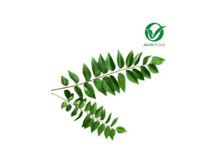 Organic Kadi Patta Curry Leaves, 50 g