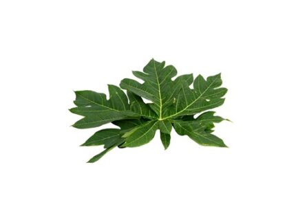 Papaya Leaves, 1 piece