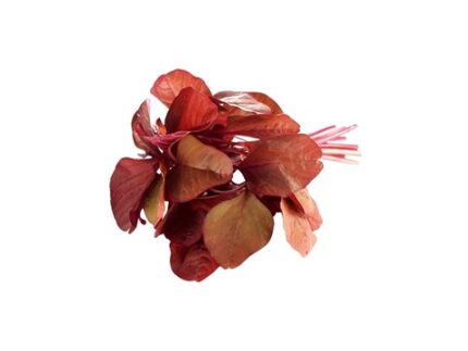 Red Amaranthus Leaves (Lal Chaulai), 250 g